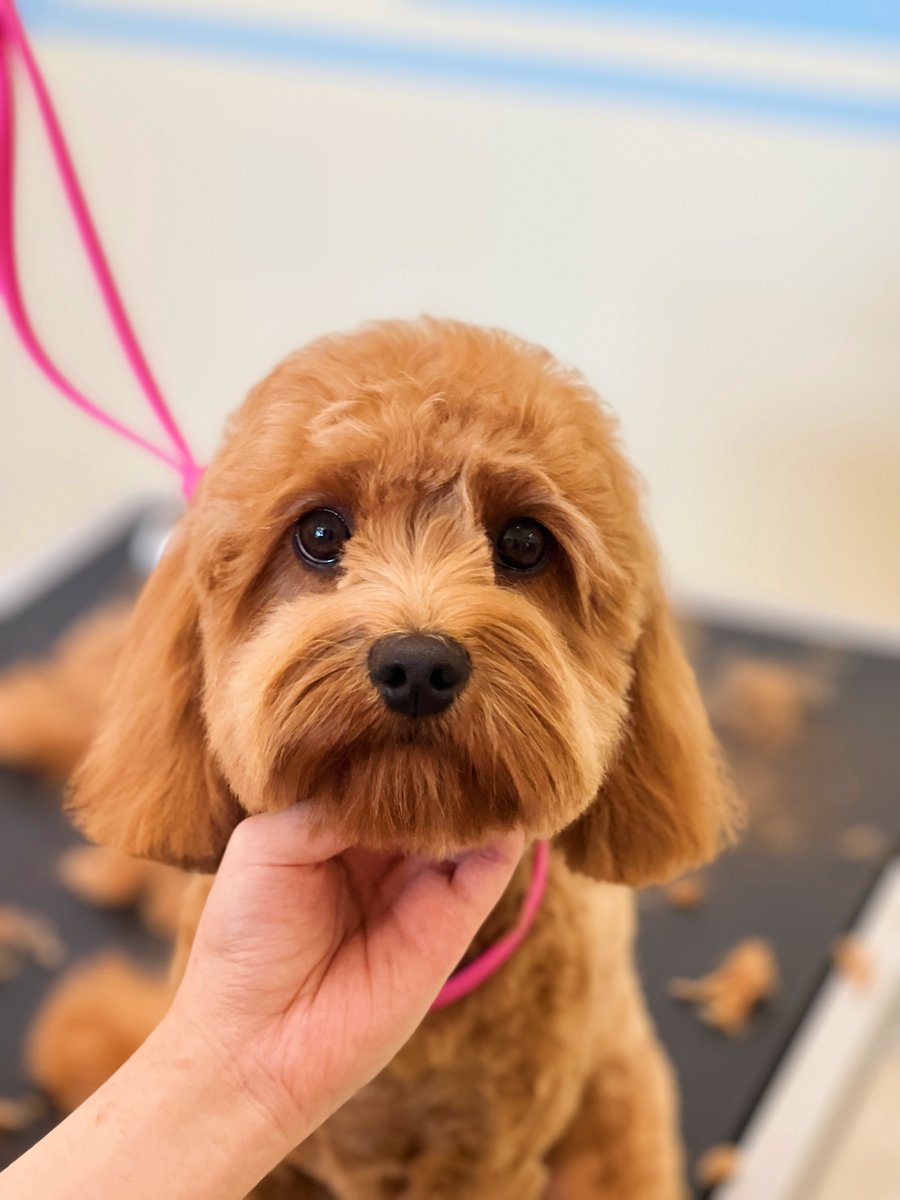 Petopia Grooming – 5