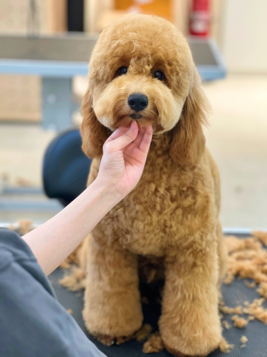Petopia Grooming – 4