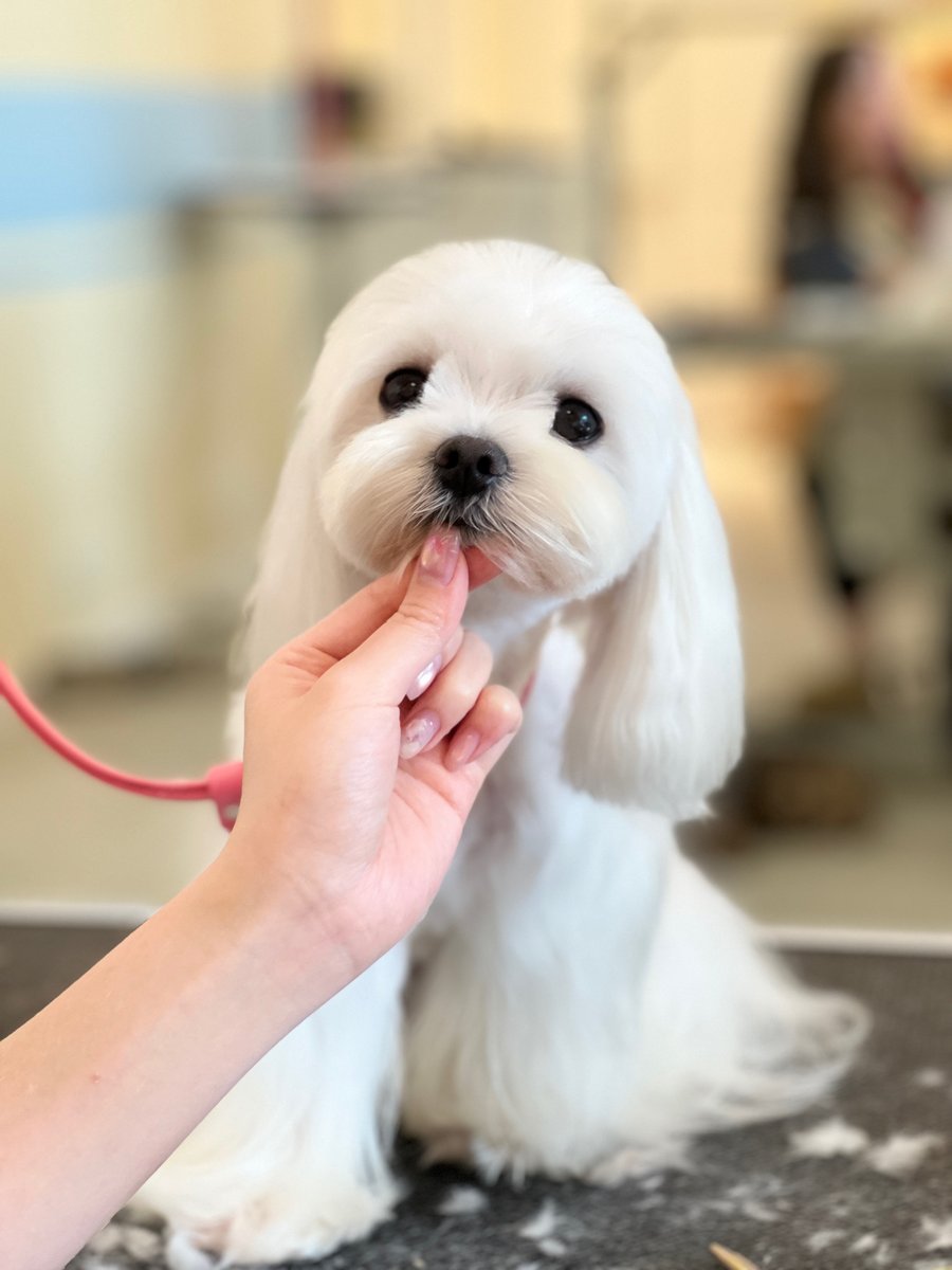 Petopia Grooming – 3