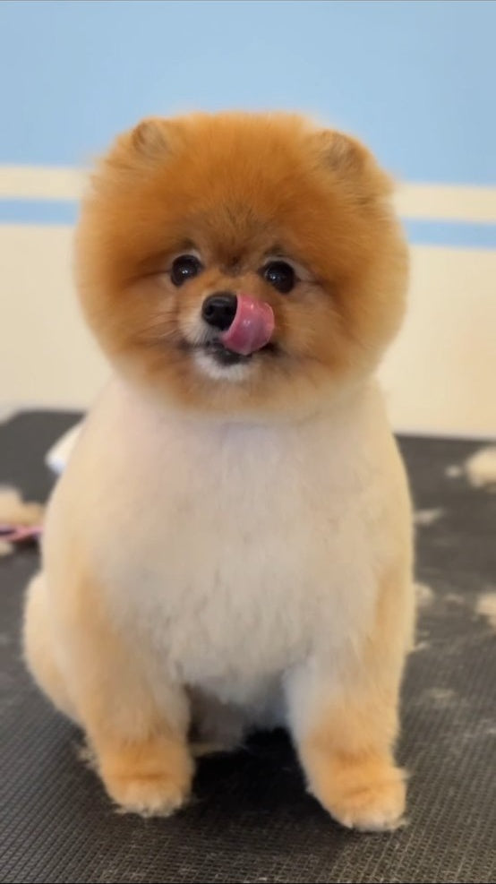 Petopia Grooming – 2