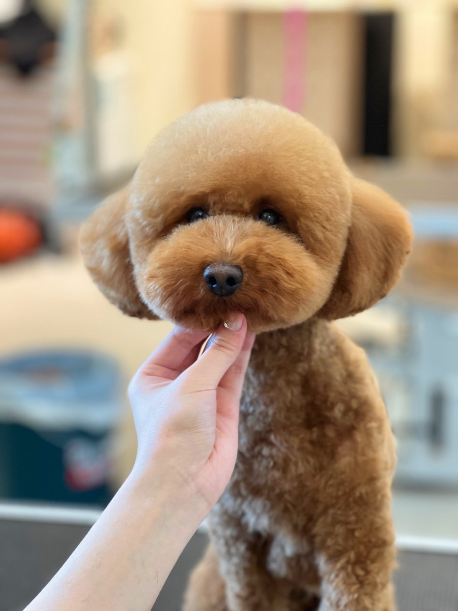 Petopia Grooming – 1