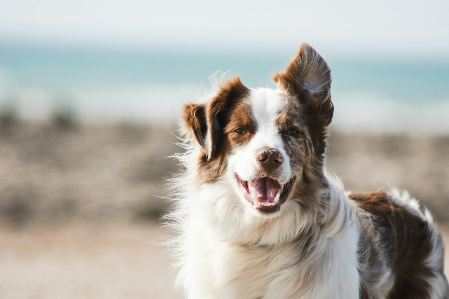 Helping Your Anxious Pet Through Their First Grooming Experience