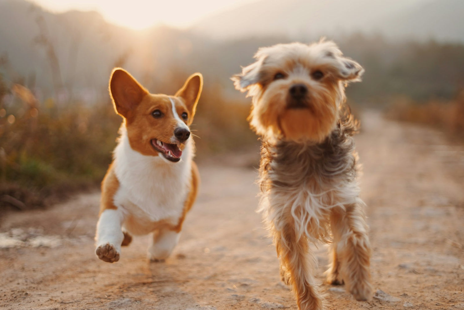 How Often Should You Groom Your Dog? A Breed-by-Breed Guide