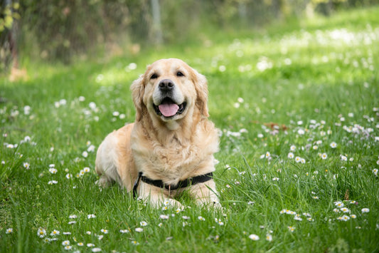 Your Complete Guide to Pet Deworming in Australia