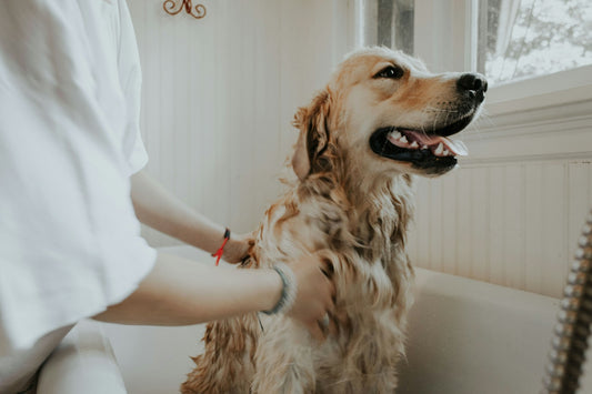 Matting: The Silent Threat Hiding in Your Pet's Coat