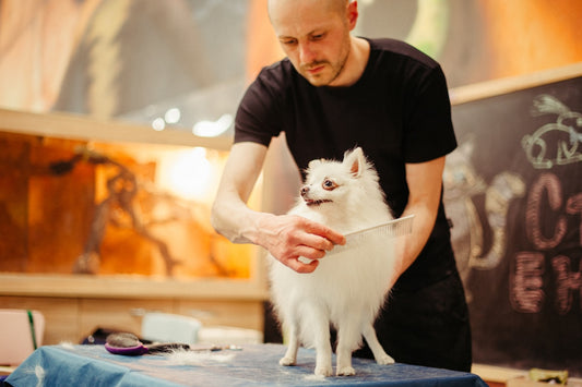 Professional groomer brushing a dog