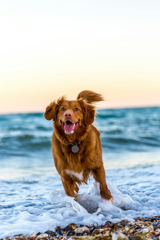 Summer Coat Care in Sydney: Keeping Your Pet Cool & Comfortable