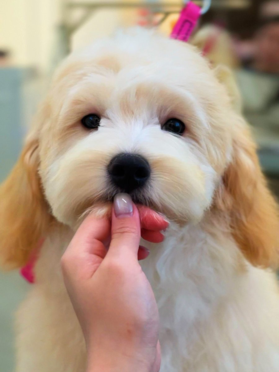 Cavapoo Puppy Cut