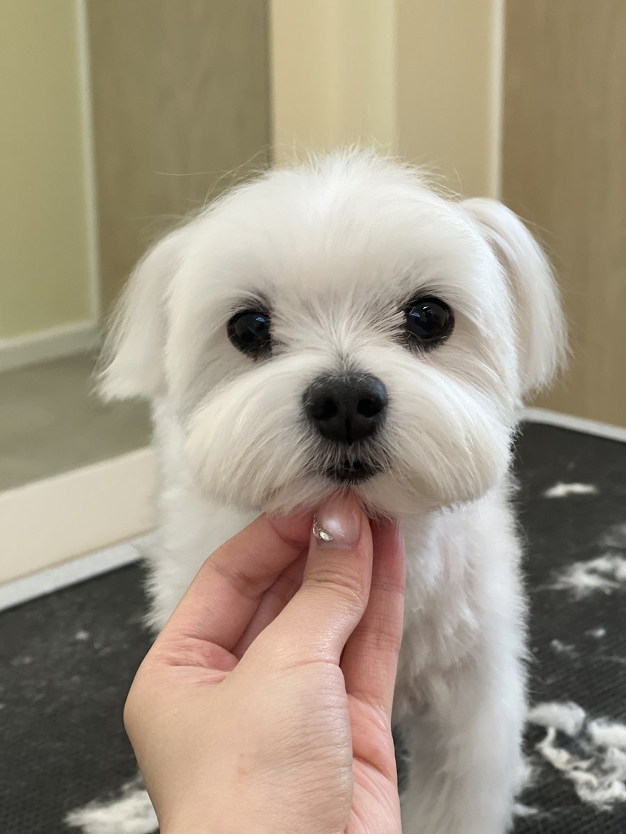 Maltese Closeup