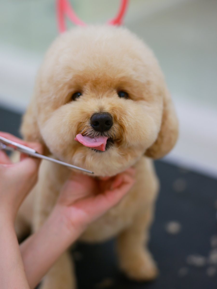 Grooming