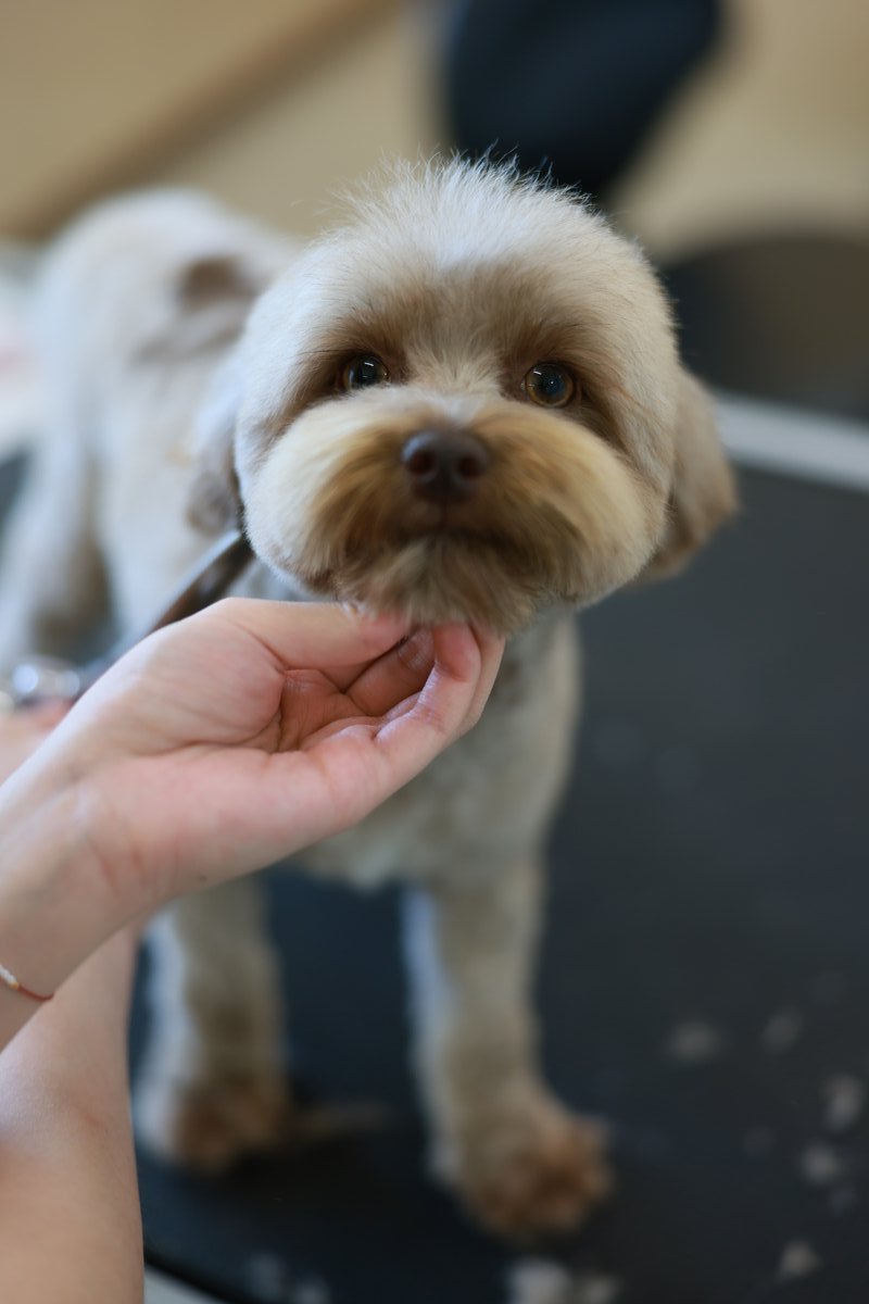 Grooming
