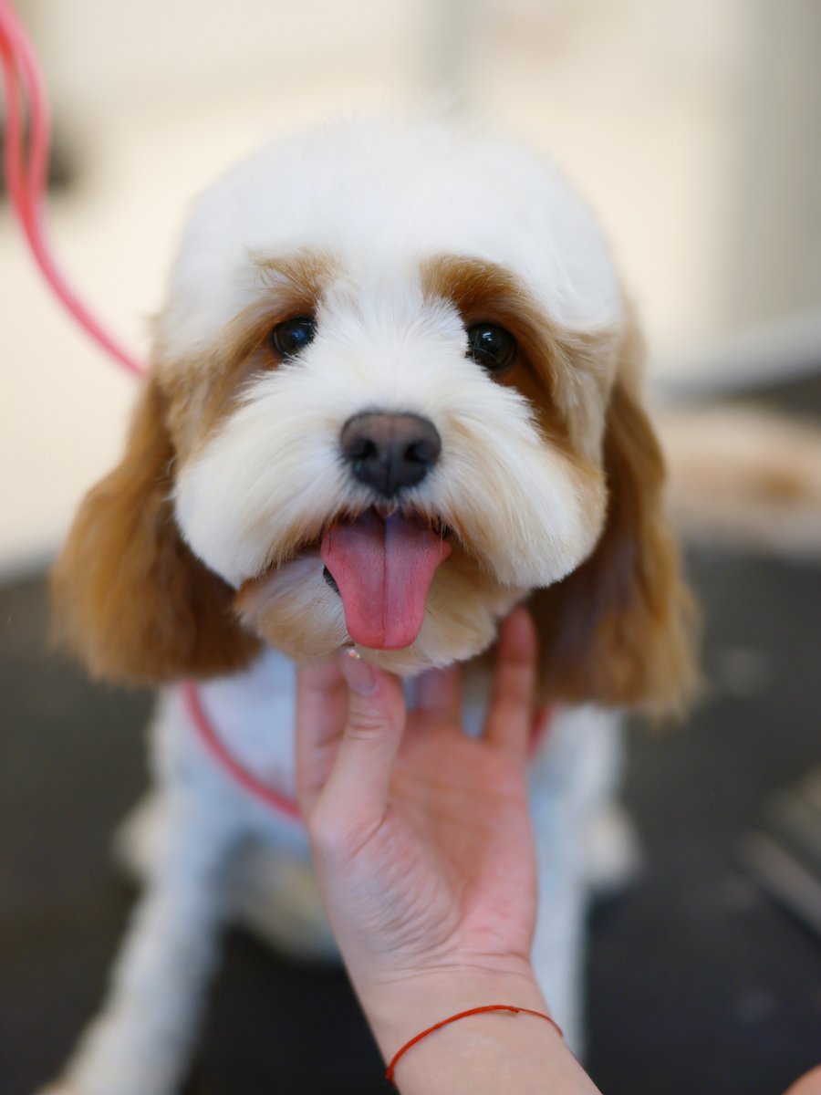 Grooming