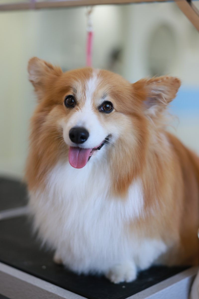 Corgi Groom