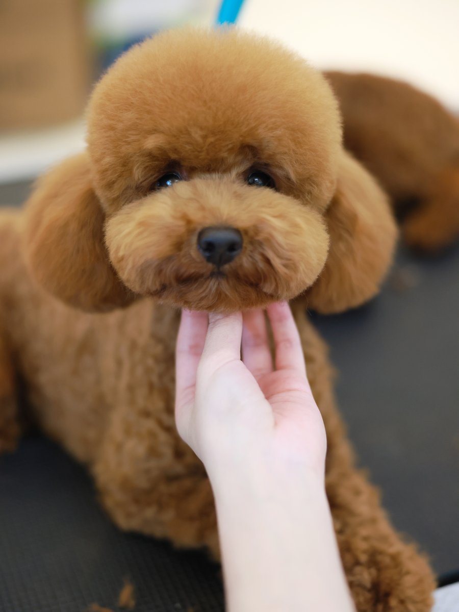 Grooming