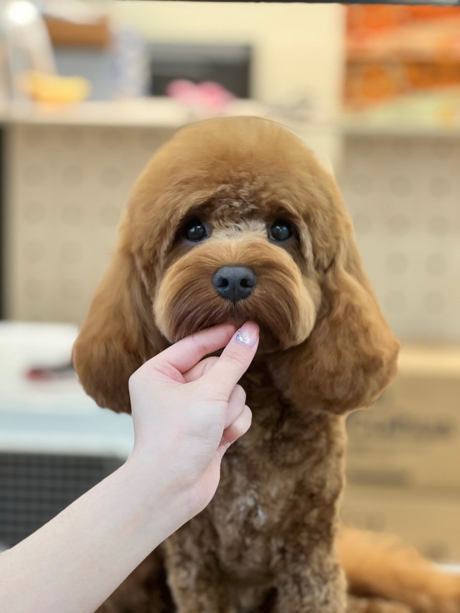 Poodle Grooming