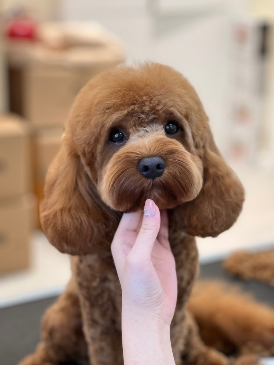 Poodle Styling