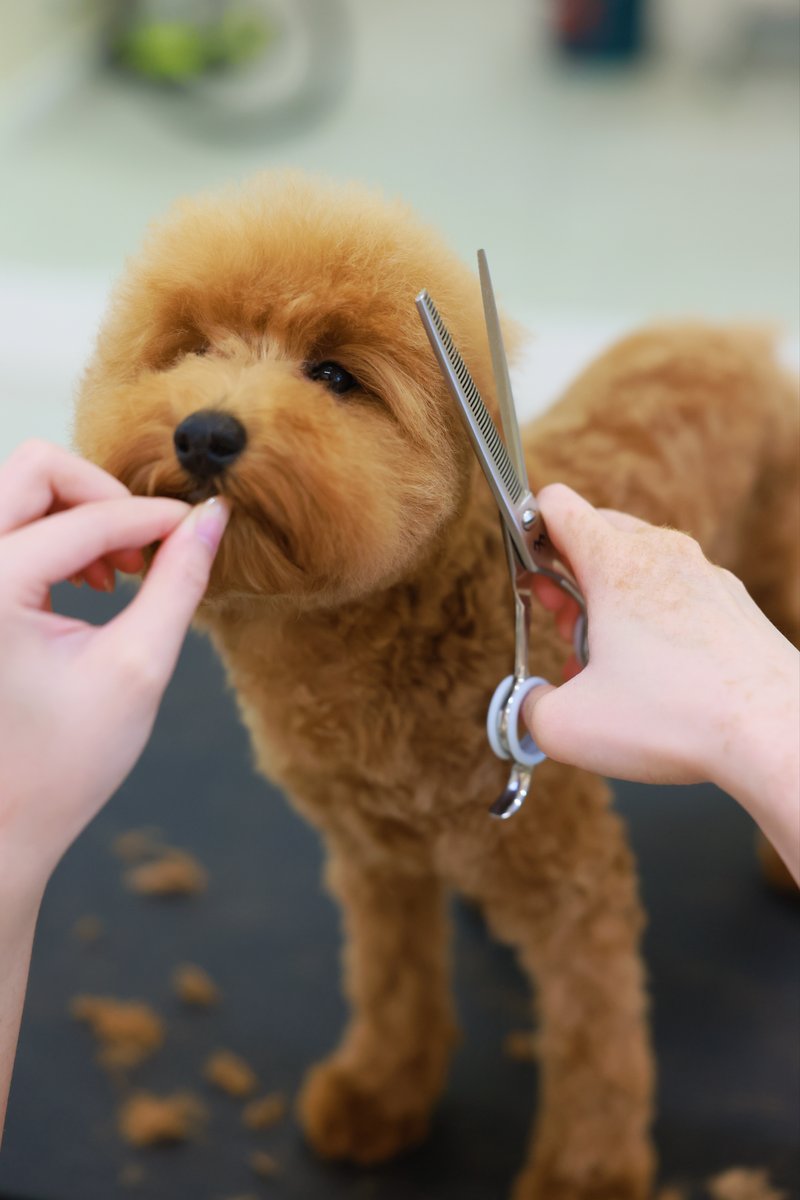 Poodle Portrait