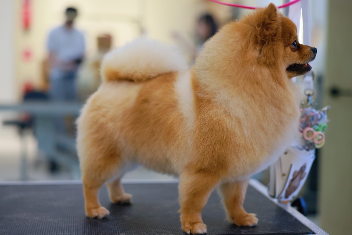 Poodle Styling