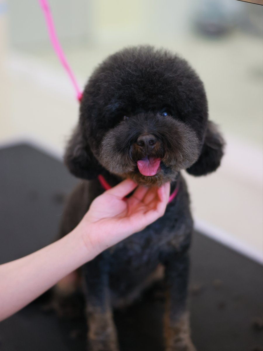 Poodle Finishing